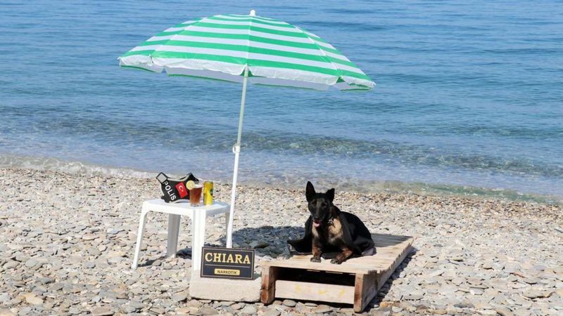 Narkotik köpeği Çayra emekli oldu