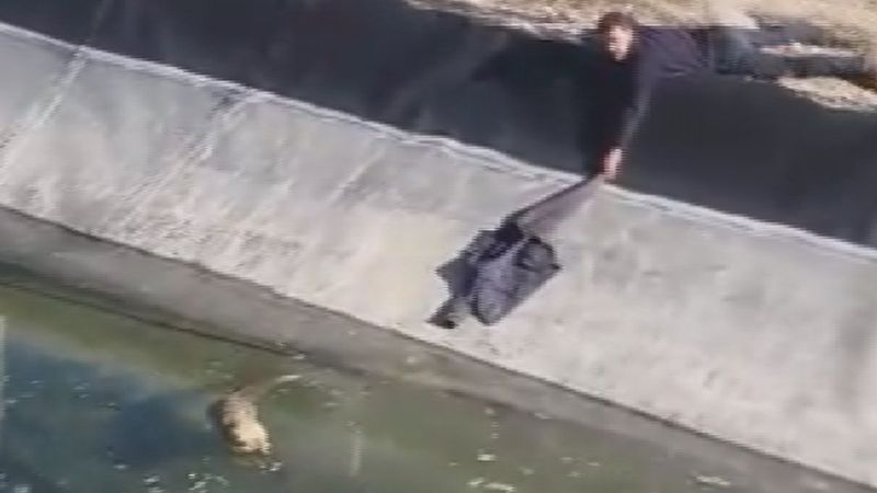 Sivas'ta buzla kaplı su kanalında mahsur kalan tilki kurtarıldı
