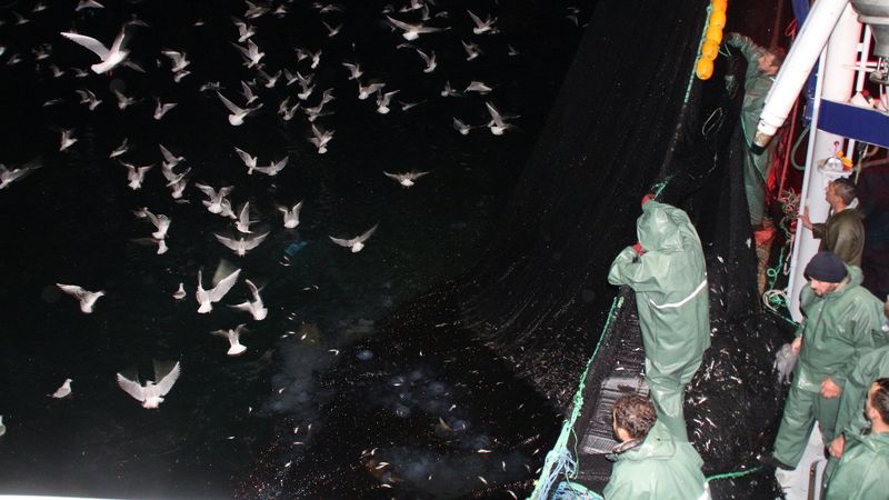 Karadeniz'de balıkçılar kasalarca hamsiyi, zorlu mesaiyle topluyor