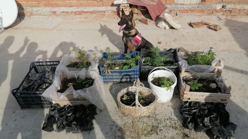 63 yaşındaki adam, Denizli'deki evinde Hint keneviri yetiştirdi