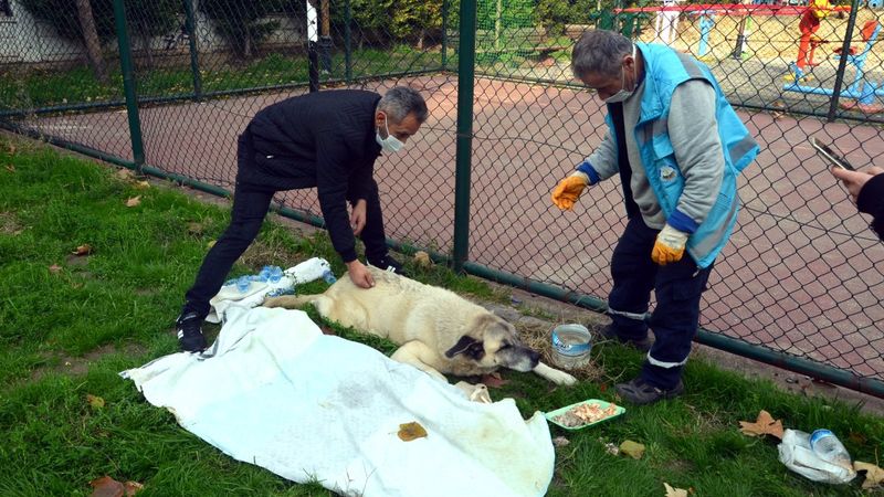 Avcılar’da hasta sokak köpeği için mahalleli seferber oldu