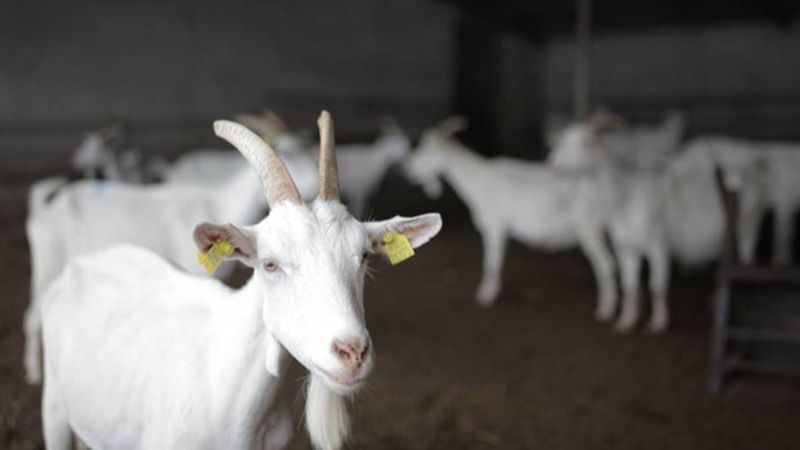 Keçi sütünde koronaya karşı etkili protein keşfedildi