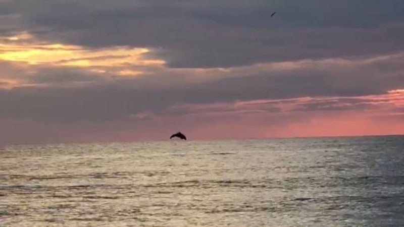 Antalya'da yunuslar görsel şölen oluşturdu