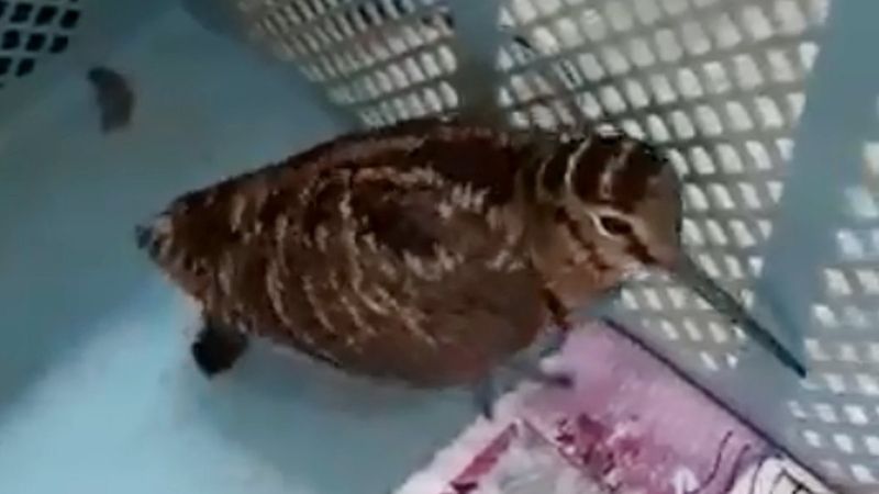 Antalya'da kafese konulan çulluk, stresten öldü