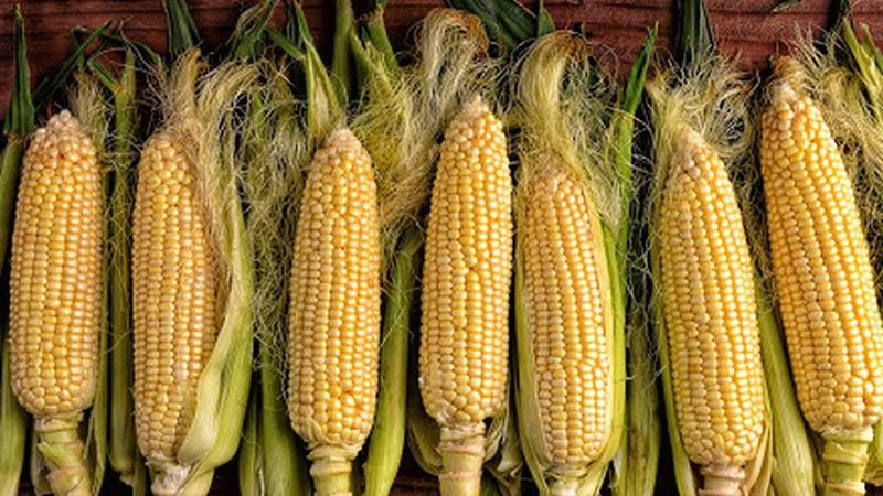 Mısır püskülü çayı nedir, faydaları nelerdir? Mısır püskülü çayı nasıl demlenir?