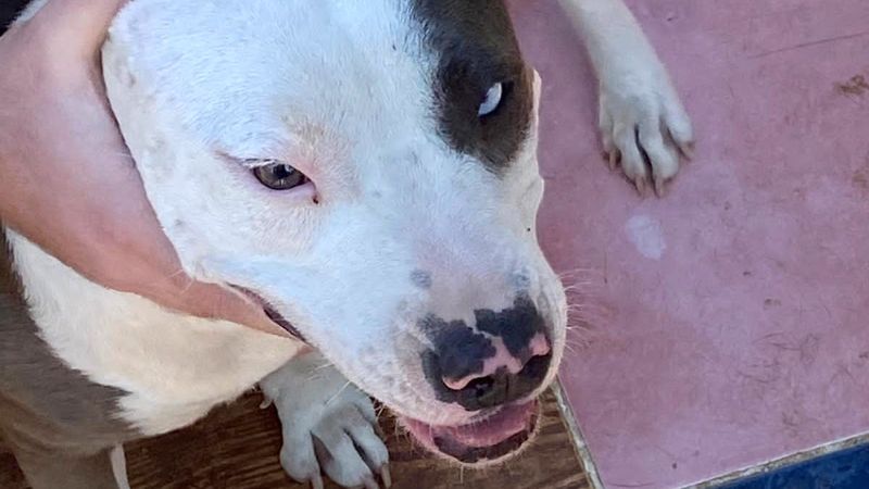 Adana’da tehlikeli köpekleri besleyen 9 kişiye toplam 86 bin 67 TL ceza