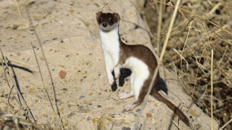 Tunceli'de nesli tükenmekte olan gelincik, objektiflere takıldı