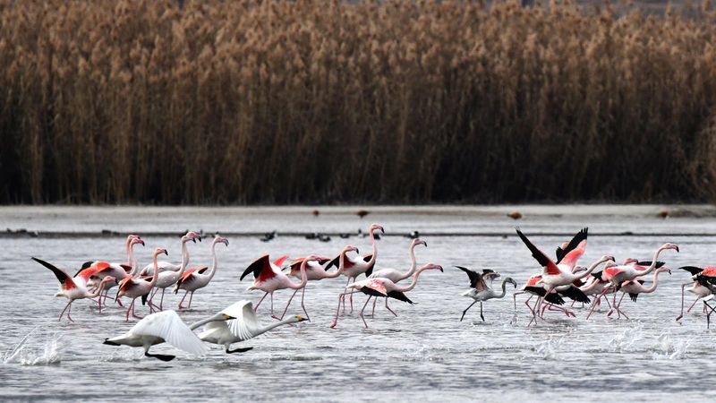 Van'daki flamingolar, küresel iklim değişikliği nedeniyle göç etmiyor