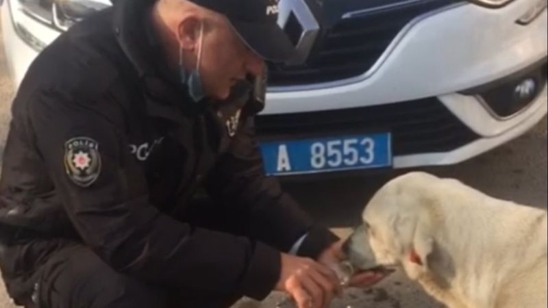 Kocaeli'de polis memuru, sokak köpeğine eliyle su içirdi