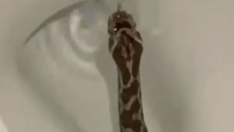 Teksaslı adamın klozetinden yılan çıktı