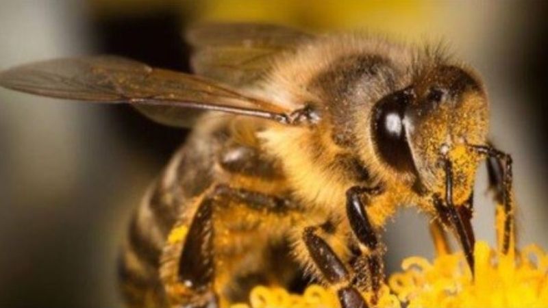 Erzincan’da arıcılık, kaz ve hindi yetiştiriciliği yatırımları destekleniyor