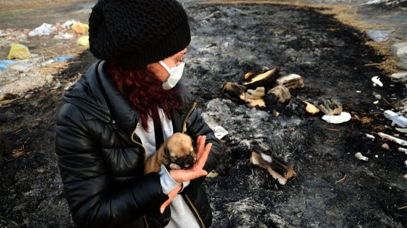Konya'da 9 yavru köpek yakılarak öldürüldü