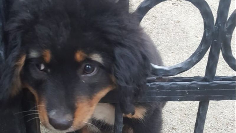 Muğla'da yavru köpeğin yaramazlığı başına iş açtı