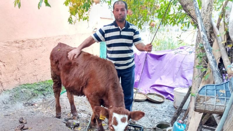 Antalya'da 2 aylık buzağıya cinsel saldırı cezasız kaldı