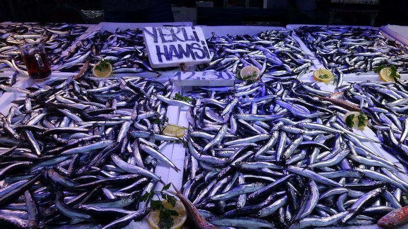 Hamsi, Türkiye'den kaçmaya başladı