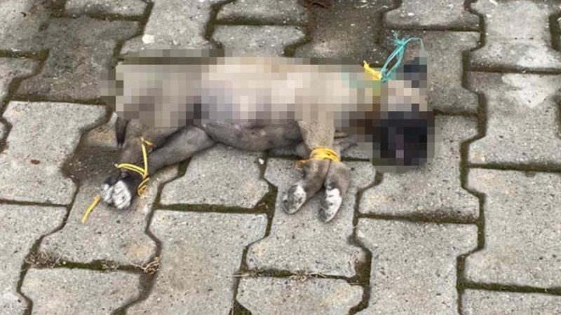 Kayseri'de yavru köpek ölü bulundu