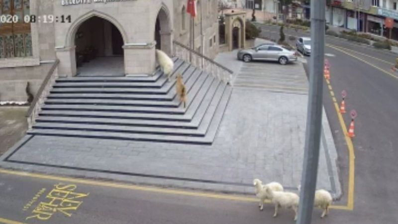 Nevşehir Belediyesi'ni basan küçükbaşlara ziyaret