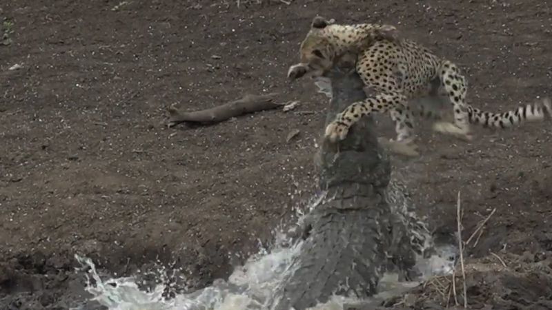 Su içen çita timsaha yem oldu