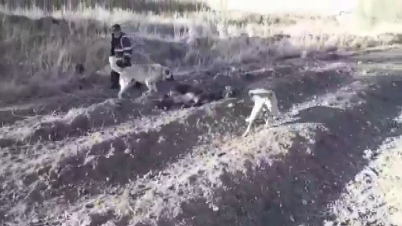 Kahramanmaraş'ta eşeğe işkence uyguladı