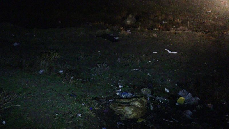 Ankara'da 6 köpek zehirlenmiş halde bulundu