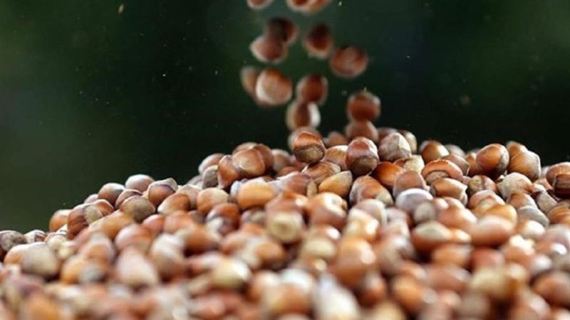 Bekir Pakdemirli: Fındık alım süresi uzatıldı