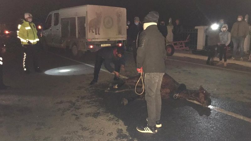 Edirne'de kazada yaralanan at saatlerce tedavi edilmeyi bekledi