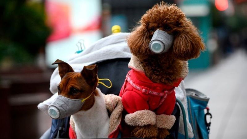 Koronavirüs bulaştıran hayvanlar hangileridir? Evcil hayvanlardan koronavirüs bulaşır mı?