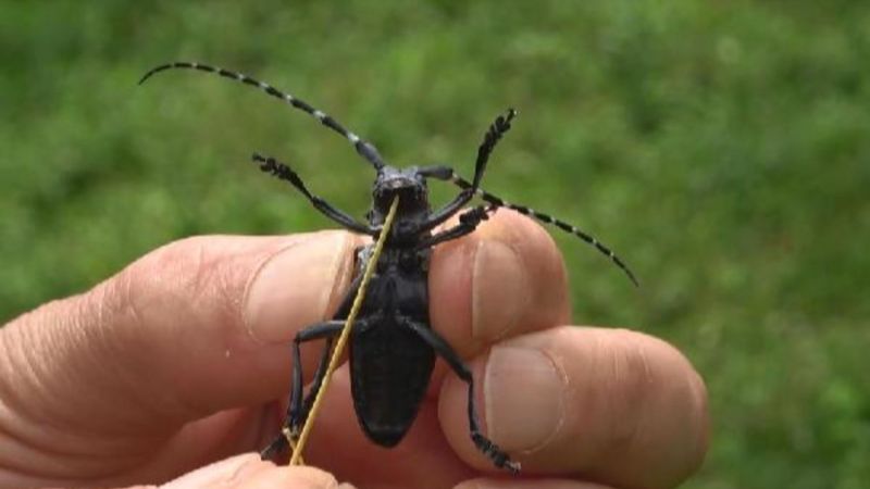 Drakula böceği nedir, neye zarar verir? Drakula böceği nerelerde yaşar?