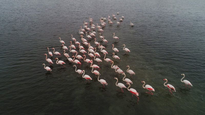 Flamingolar Büyükçekmece Gölü'ne geri döndü