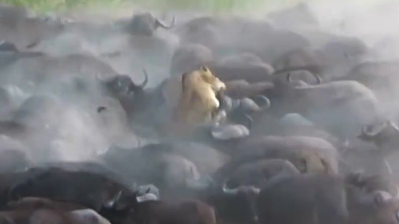 Bufalo sürüsü tek yakaladığı aslanı öldürdü