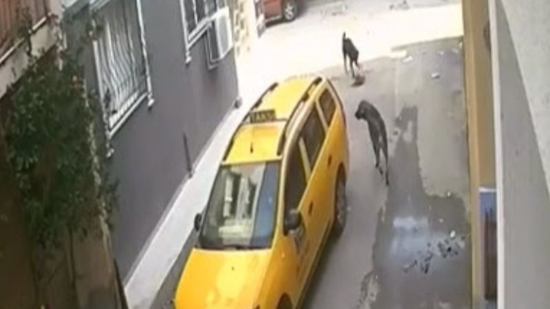 İzmir'de yavru köpeğin üzerinden geçen taksi kamerada