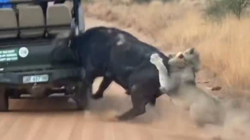 Aslanlardan kurtulmaya çalışan bufalo aracı parçaladı