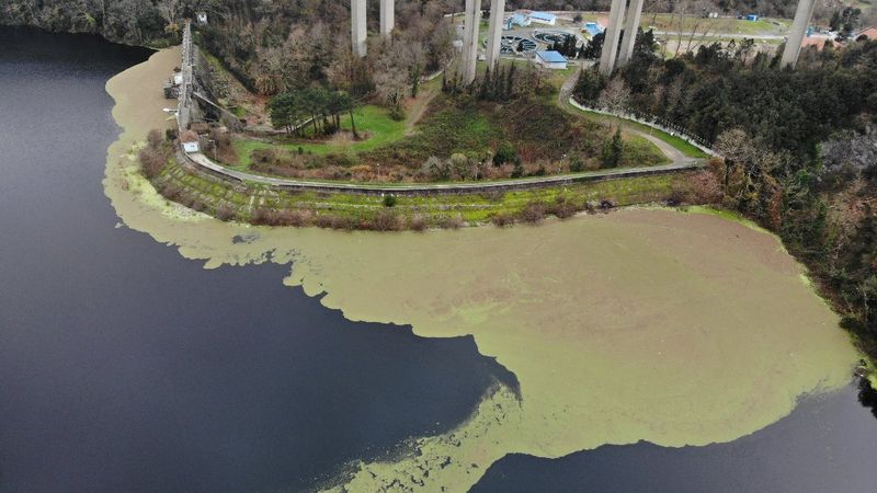 Su seviyesi düşen Elmalı barajını yeşil tabaka kapladı