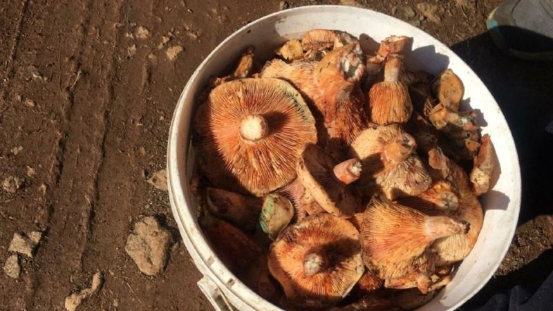 Denizli'de kırmızı ete benzeyen çıntar mantarı toplandı