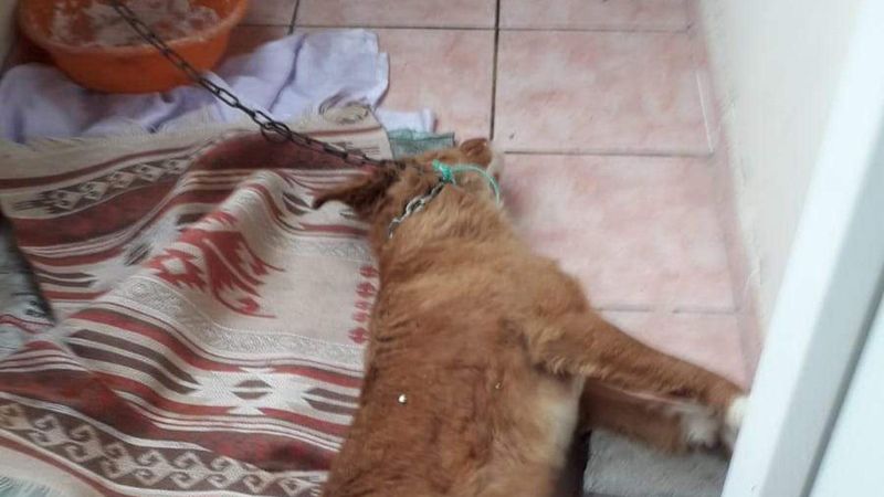 Edirne'de köpeğin ölmesine sebep olan aileye 1902 lira ceza