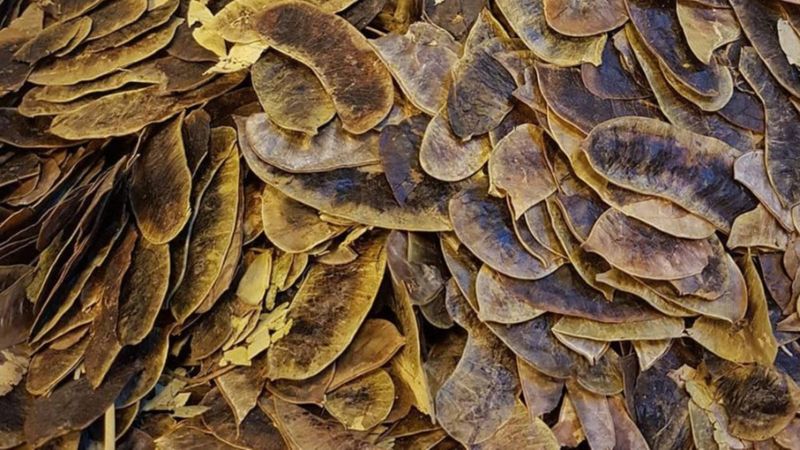 Açlık otu nedir, faydaları nelerdir? Açlık otu nasıl tüketilir?