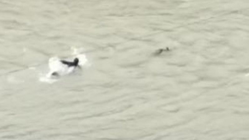 Artvin'de karacayı kurtarmak için nehre atladı