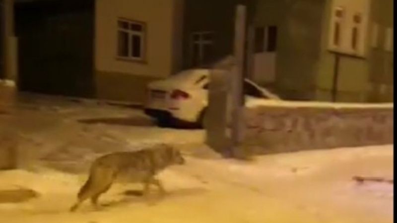 Kars'ta aç kalan kurtlar şehir merkezine indi
