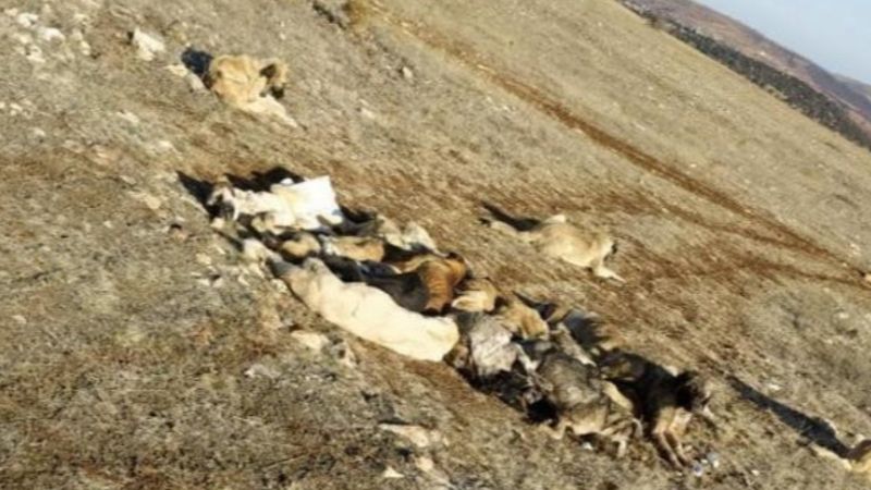 Tokat'taki boş arazide, 29 köpek baygın bulundu