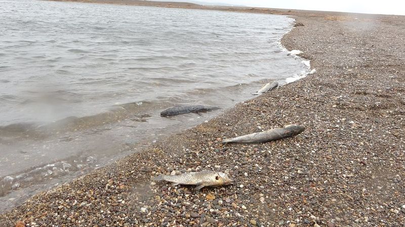 Çanakkale’de balık ölümleri