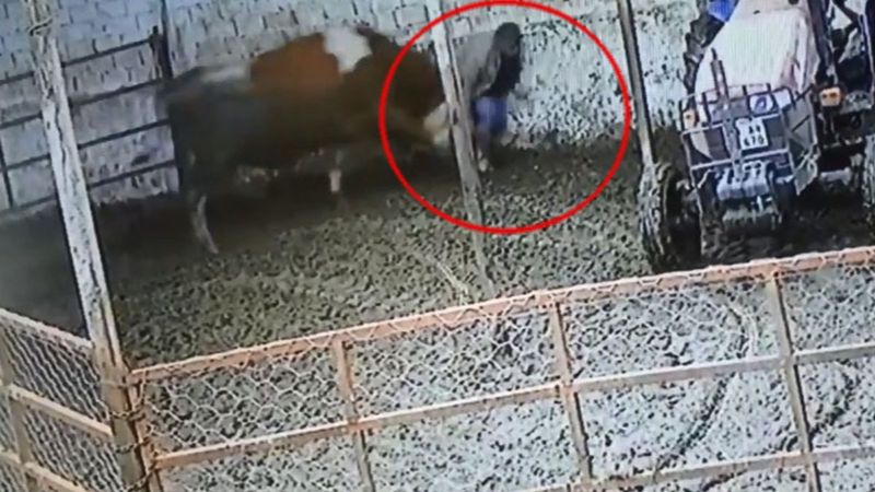 Denizli'de boğa, sahibine saldırdı