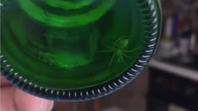 İstanbul'da vatandaş, maden suyu şişesinde örümceğe rastladı