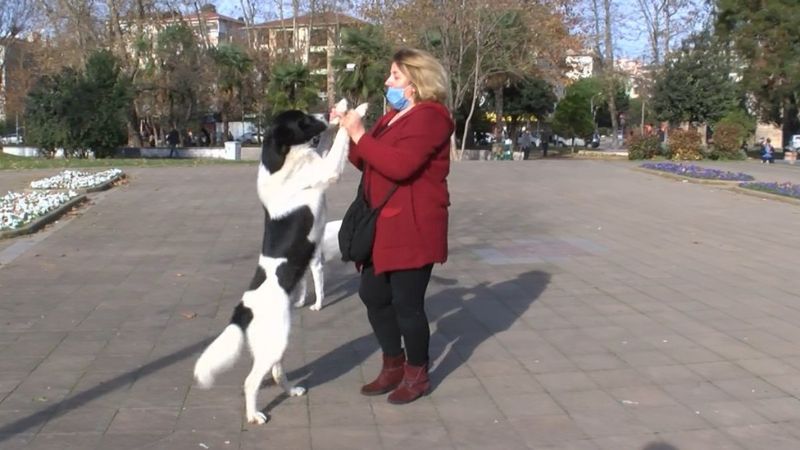 Pendik'te hayvanseverden, köpeğe zarar veren kişiye tepki