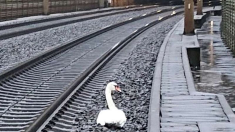 Almanya'da yas tutan kuğu tren seferlerini durdurdu