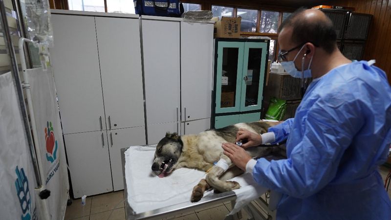 Başakşehir'de magandalar sokak köpeğini vurdu