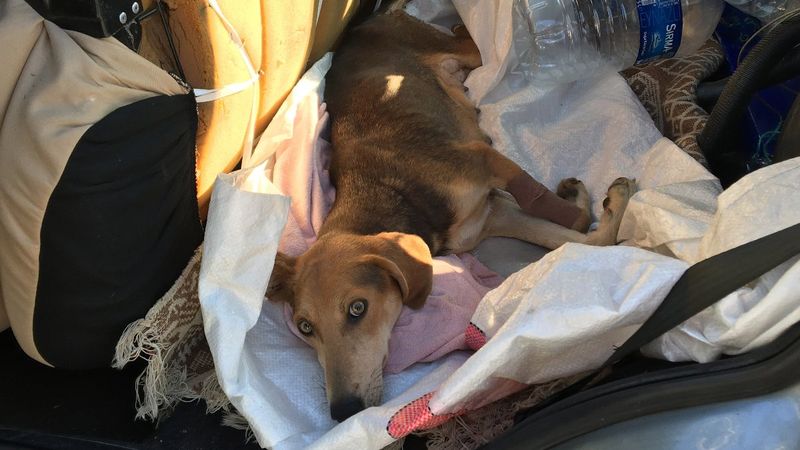 Antalya'da yaralanan köpeği, Burdur'a götürdü