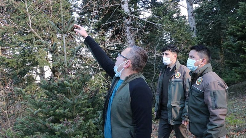 Bolu'da ormancılar yılbaşı öncesi çam ağacı nöbeti tutuyor