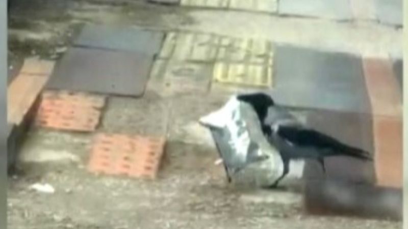 Bayburt'ta cips hırsızı karga kameraya yakalandı