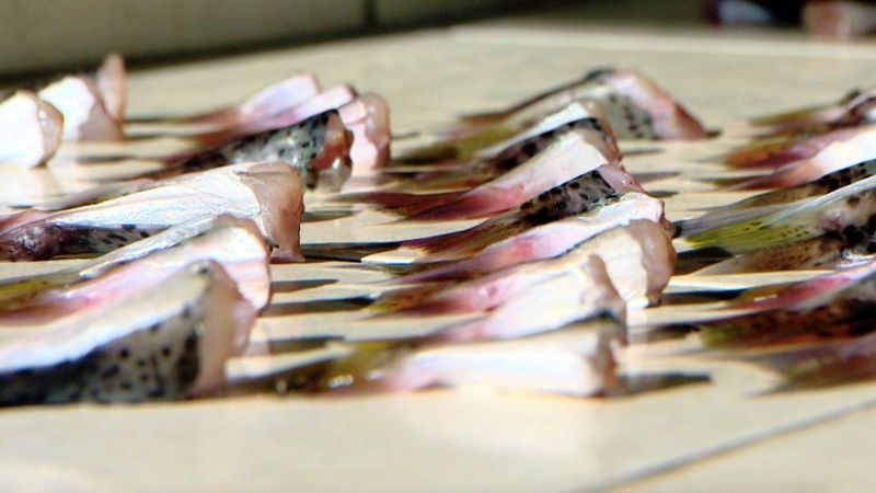 Antalya'da 3 haftada 36 bin balon balığı kuyruğu teslim edildi