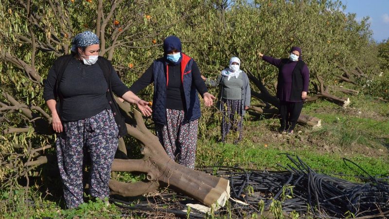 Antalya'da 1000'e yakın ağaç kesilince, mirasçılar nöbete başladı